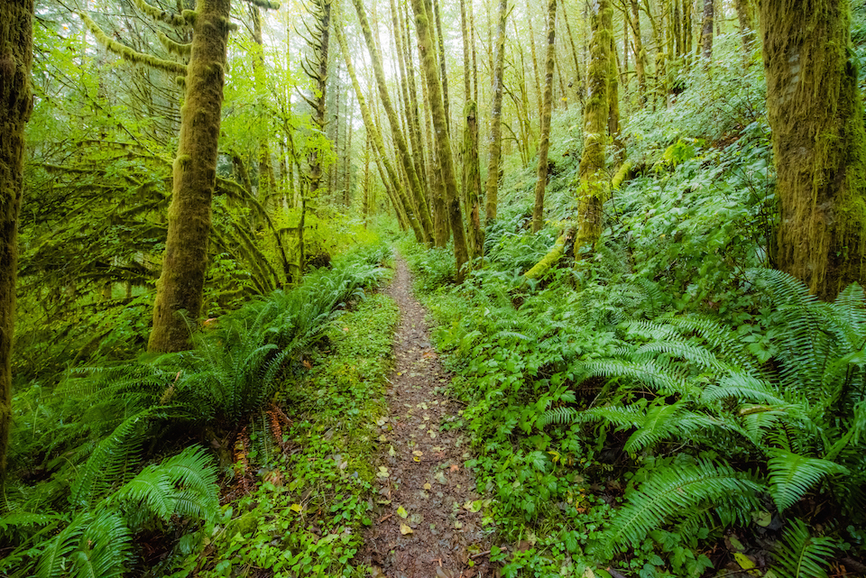 Elk-Kings 25K & 50K trail races